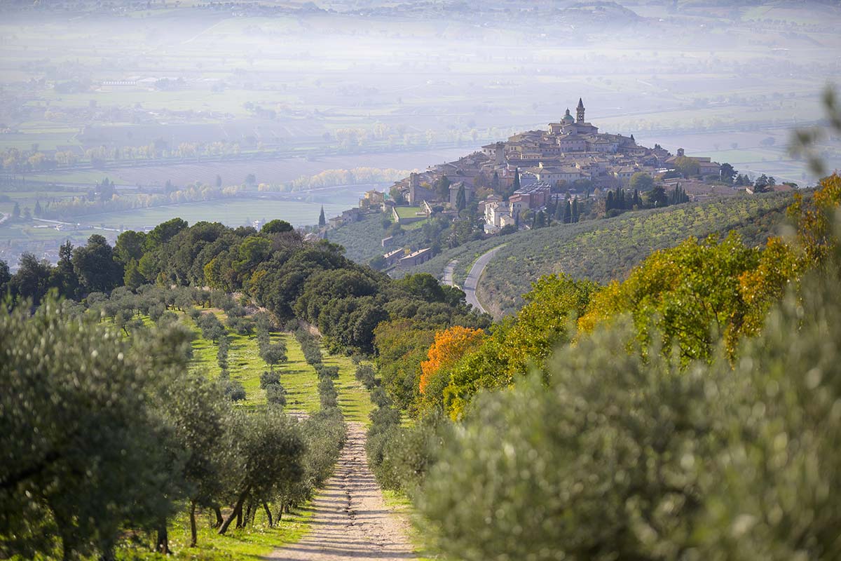 La FAO riconosce la fascia olivata Assisi-Spoleto nei sistemi del patrimonio agricolo