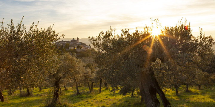 E' il “Sentiero degli Ulivi”, la Fascia Olivata Assisi-Spoleto, a guidare la classifica dei Luoghi del Cuore del Fai.