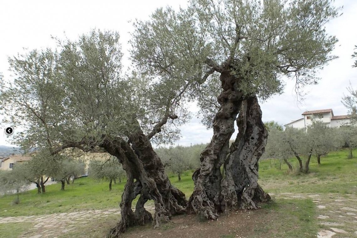 Un Ulivo umbro tra gli alberi monumentali d'Italia, il “Padre” di tutti i nostri Ulivi.
